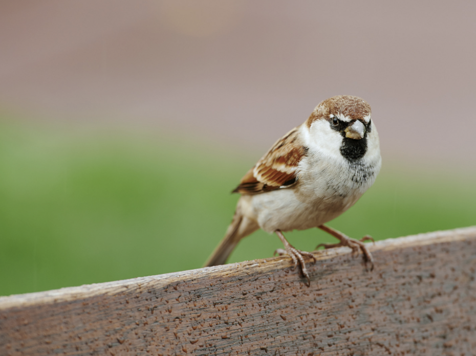 A house sparrow.
