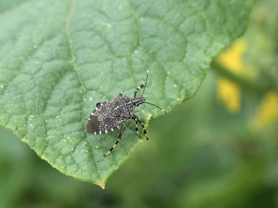 Stink bug on a leaf.