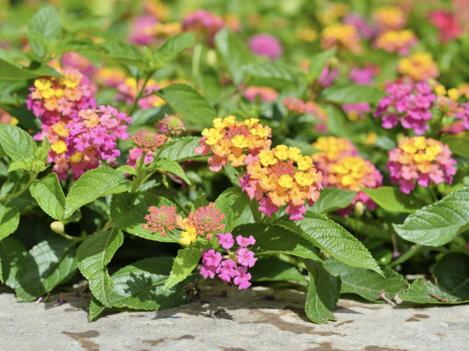 Pink and yellow lantana. 