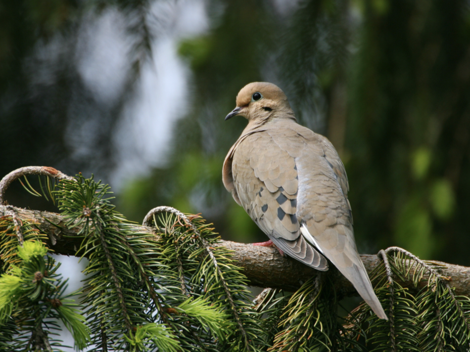 Mourning Dove on a branch.