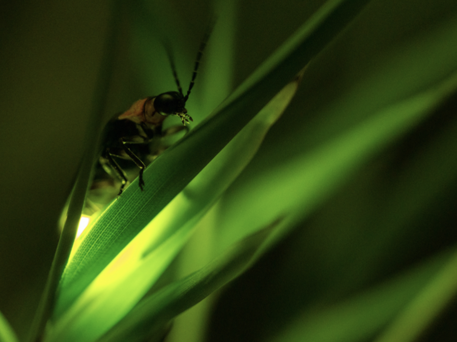 Firefly lighting up.