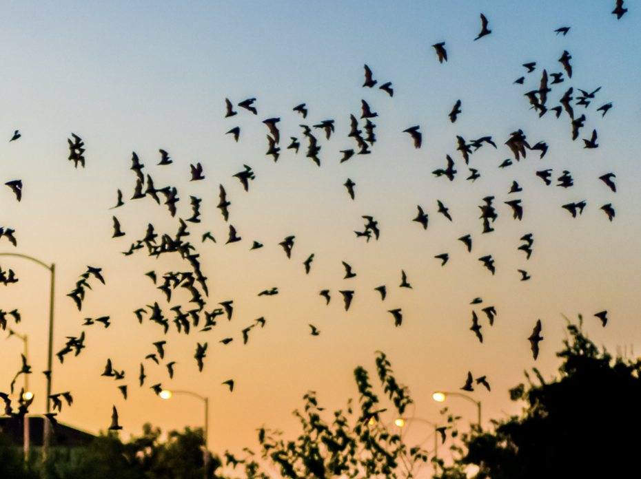 Bats fly against the sky as the sun sets.