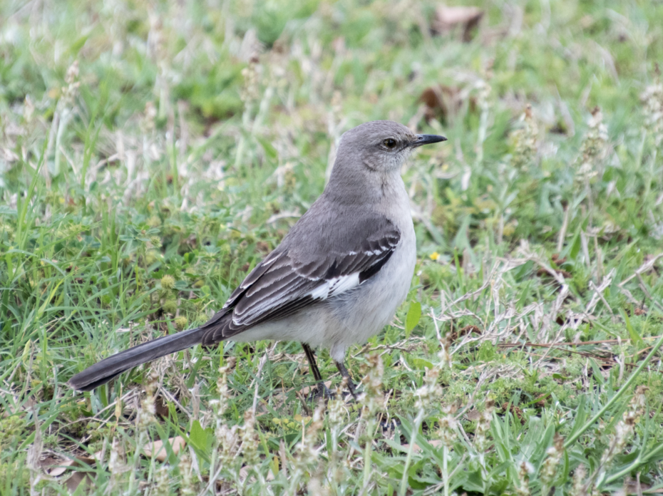 Northern mockingbird.