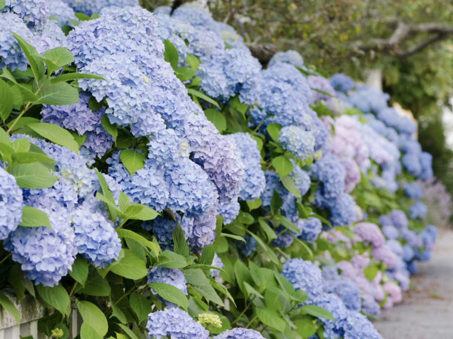 Blue hydrangea bush.