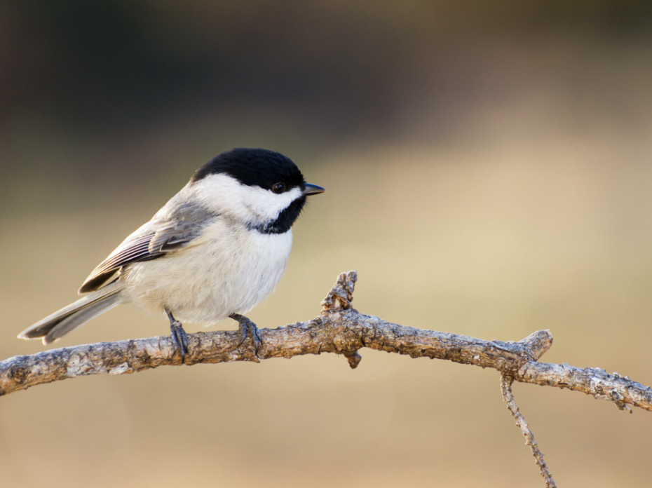 Carolina Chickadee.