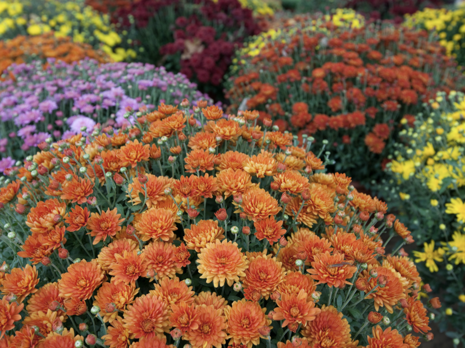 Orange, purple, and yellow mums.
