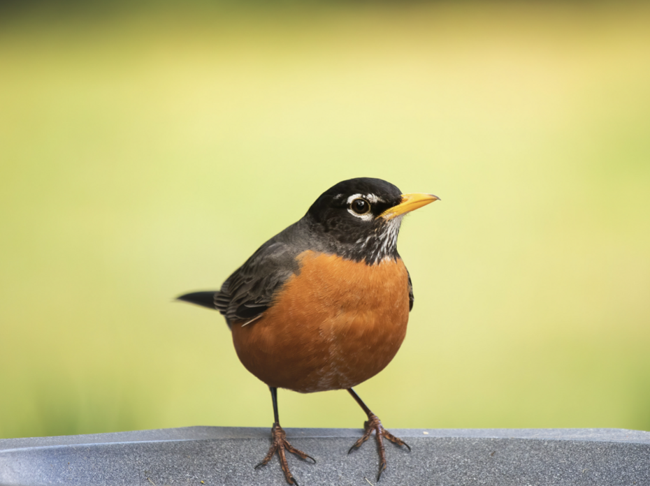 Robin. 