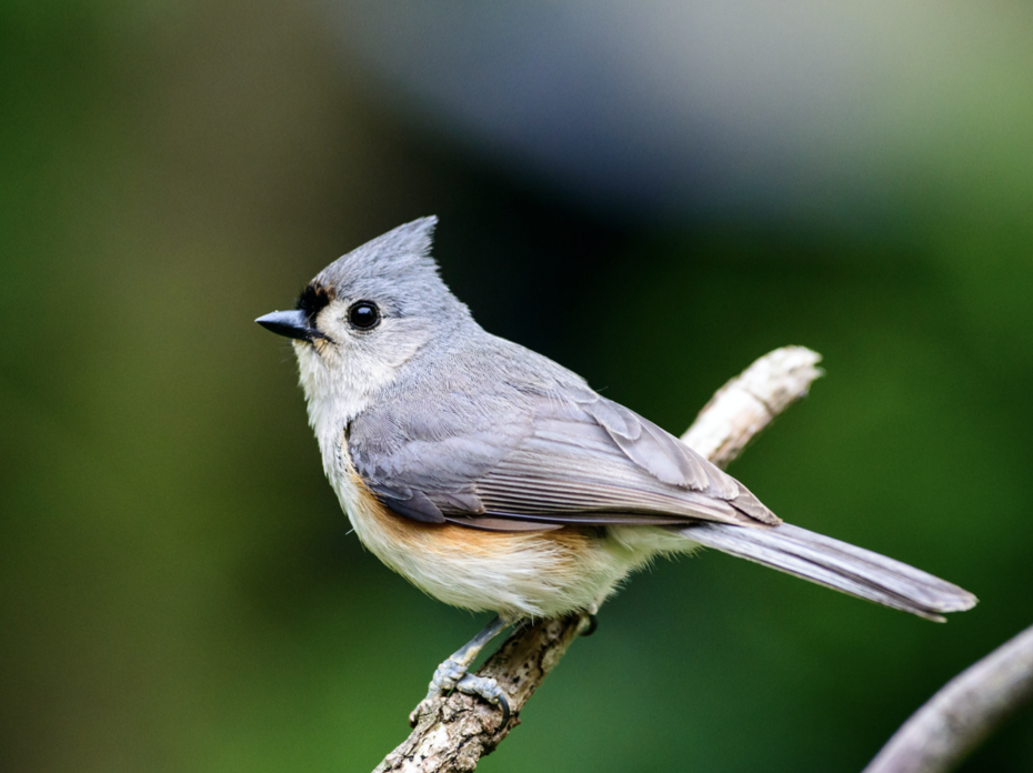 Tufted Titmouse
