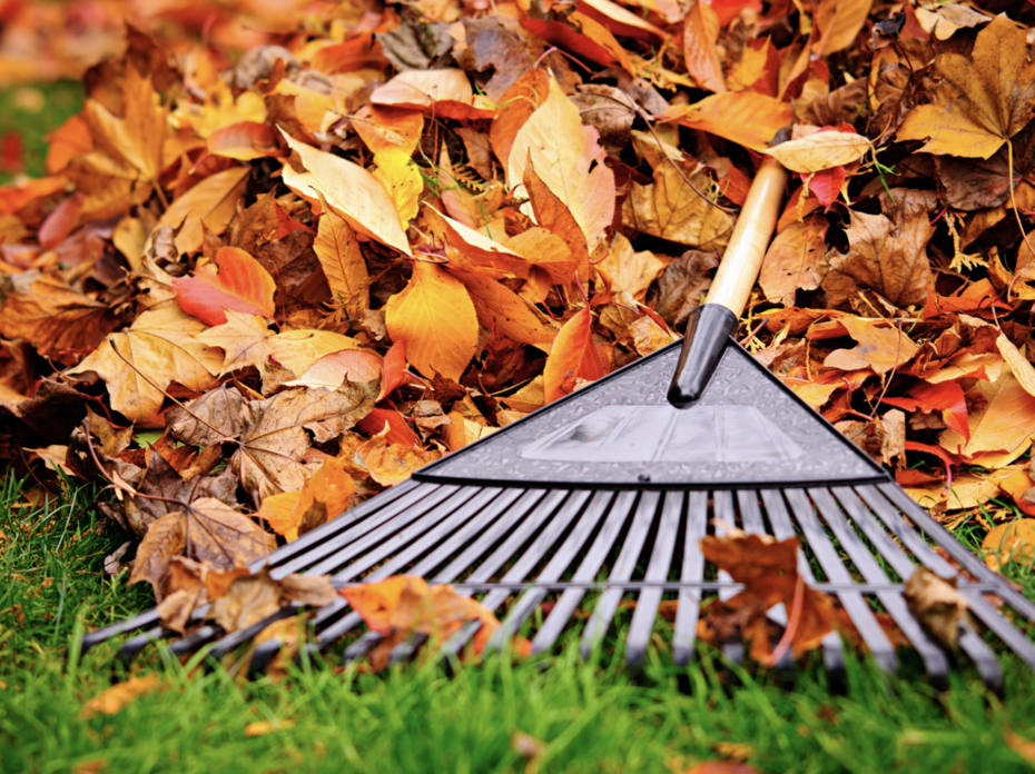 A rake in orange leaves.