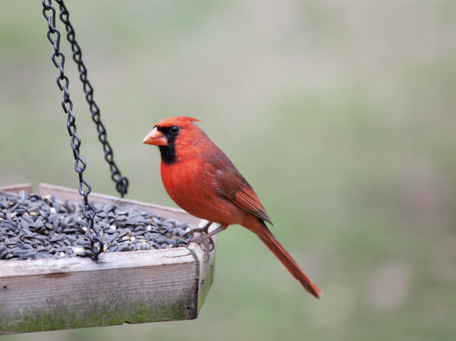 A redbird sits on a platform bird feeder full of black oil sunflower seeds.