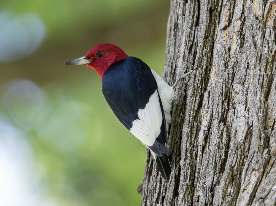 Red-Headed WoodPecker
