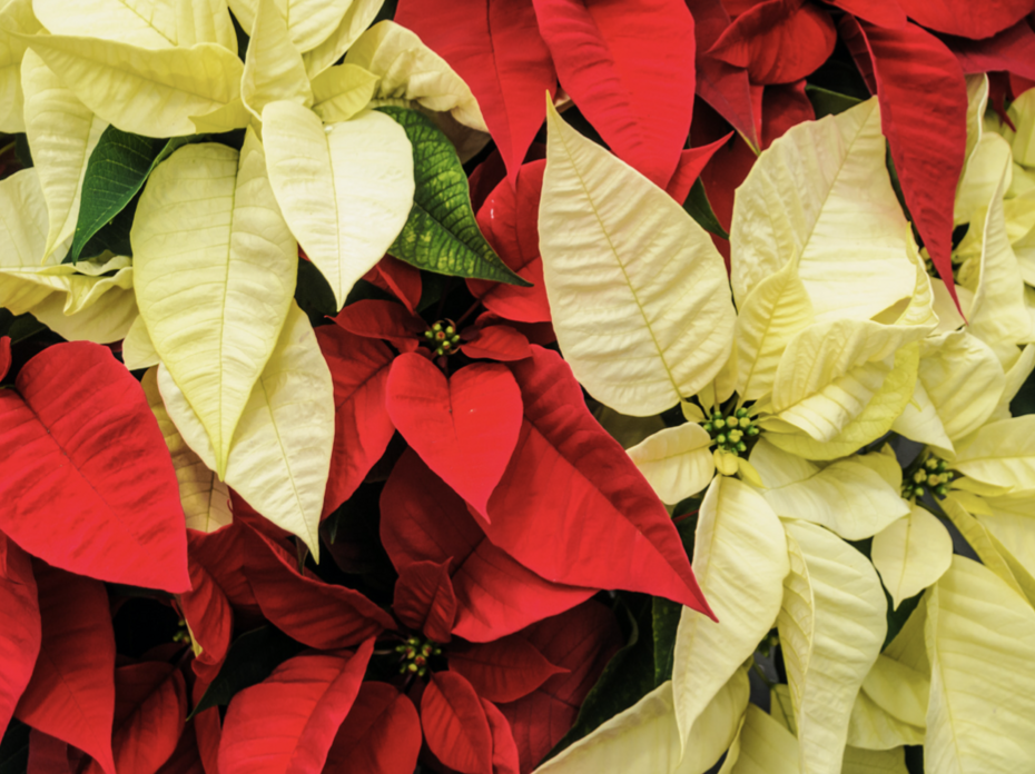 Red and Yellow Poinsettias 