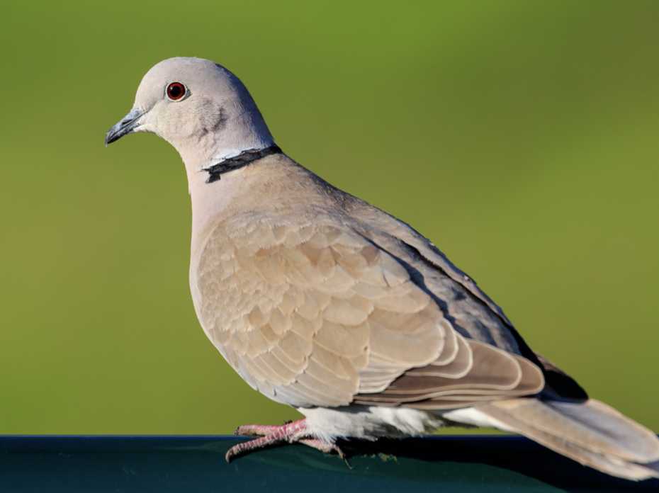 Eurasian Collared Dove