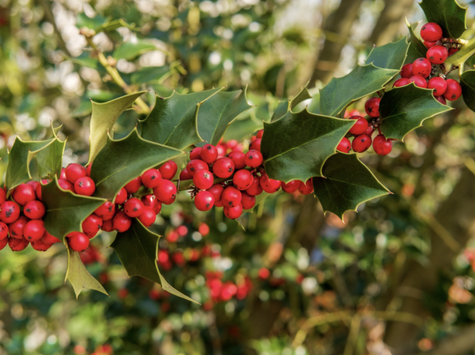 American Holly
