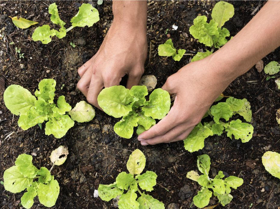 Person planting vegetables. 
