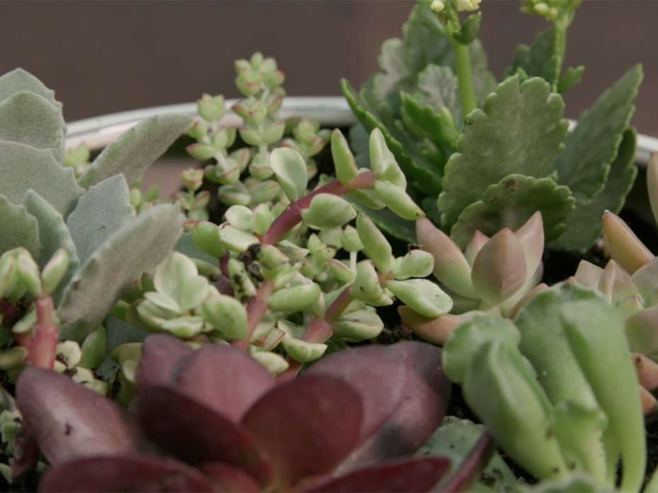 A shallow dish filled with soil and planted with several small succulents of different shapes, colors, and textures. 