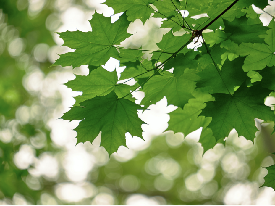 Leaves on a tree
