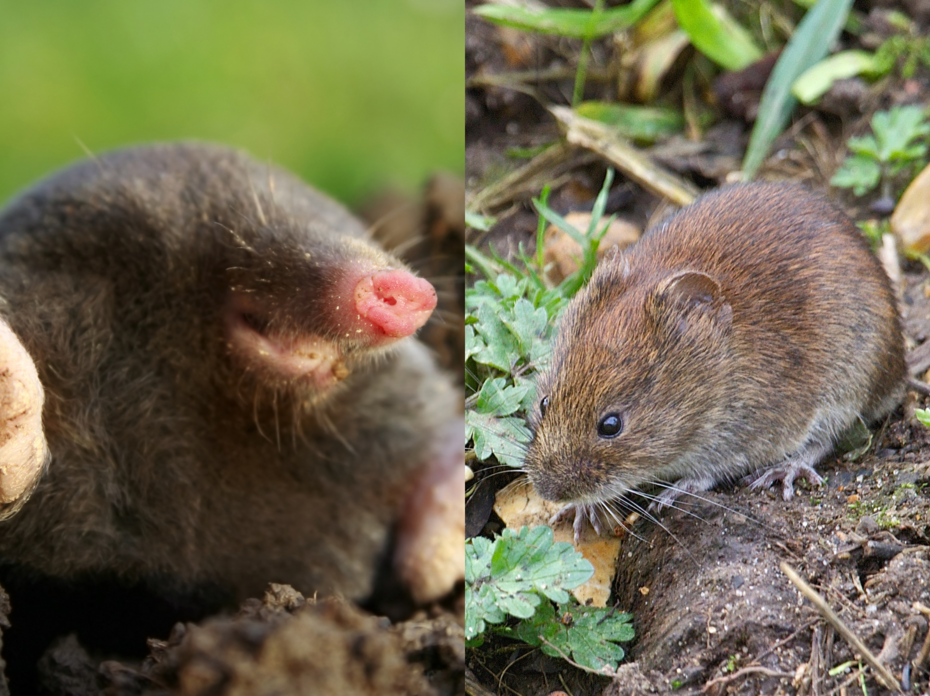 A Mole and a Vole.