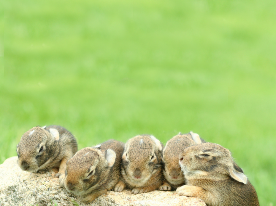 Baby bunnies on log. 