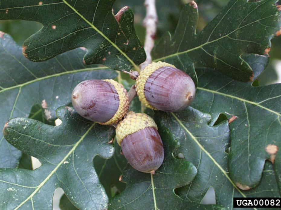 white oak acorns.