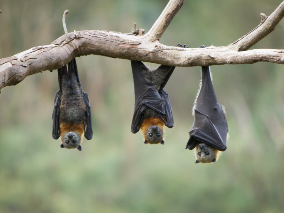Bats on a tree limb