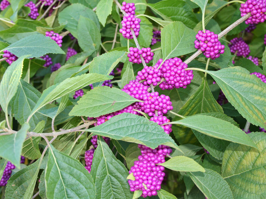 Small purple berries in clumps line branches with green leaves.