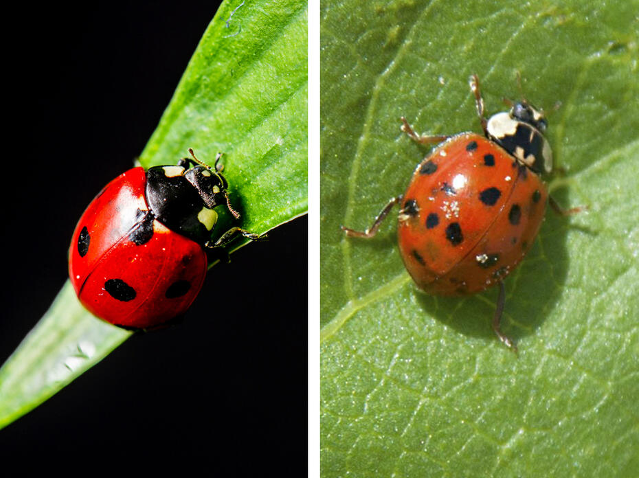 Close-up photos showing a side-by-side comparison of a red ladybug with black spots on a green leaf and an orange Asian lady beetle on a green leaf. (Photos by Canstock and MSU Extension Service)
