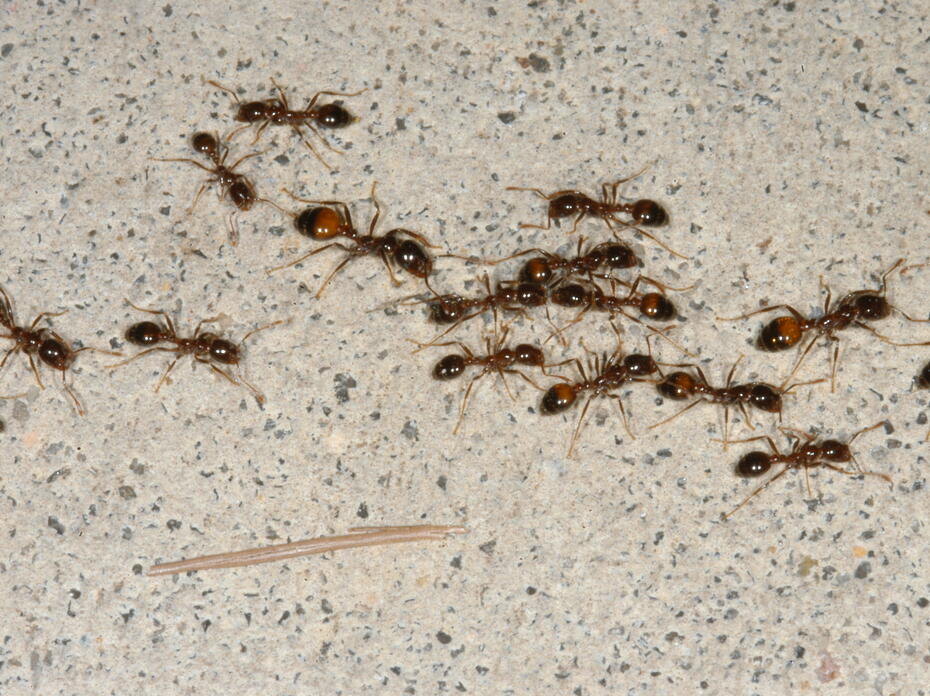 Fire ants