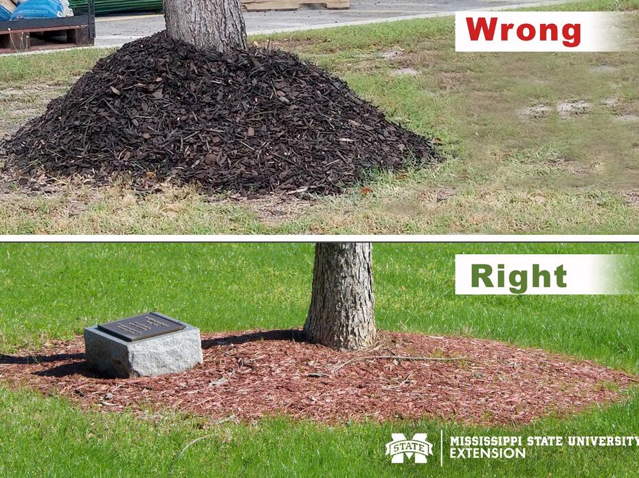 Side by side photos showing the right and wrong ways to mulch around a tree trunk. (Photos by Kevin Hudson and Gary Bachman)