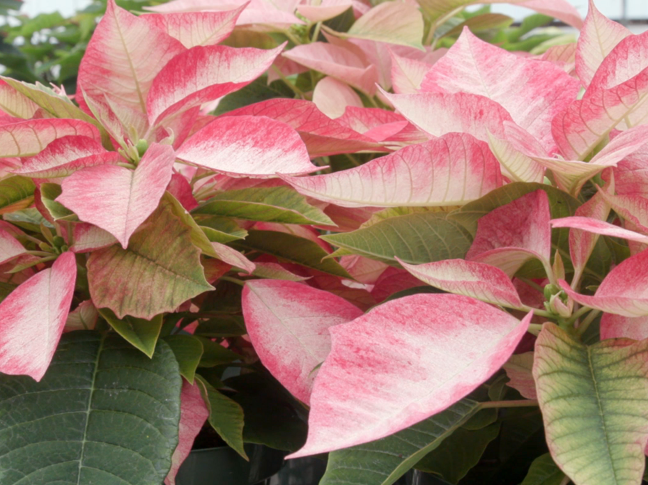 A closeup of grouped poinsettias with variegated red, white, and green leaves.