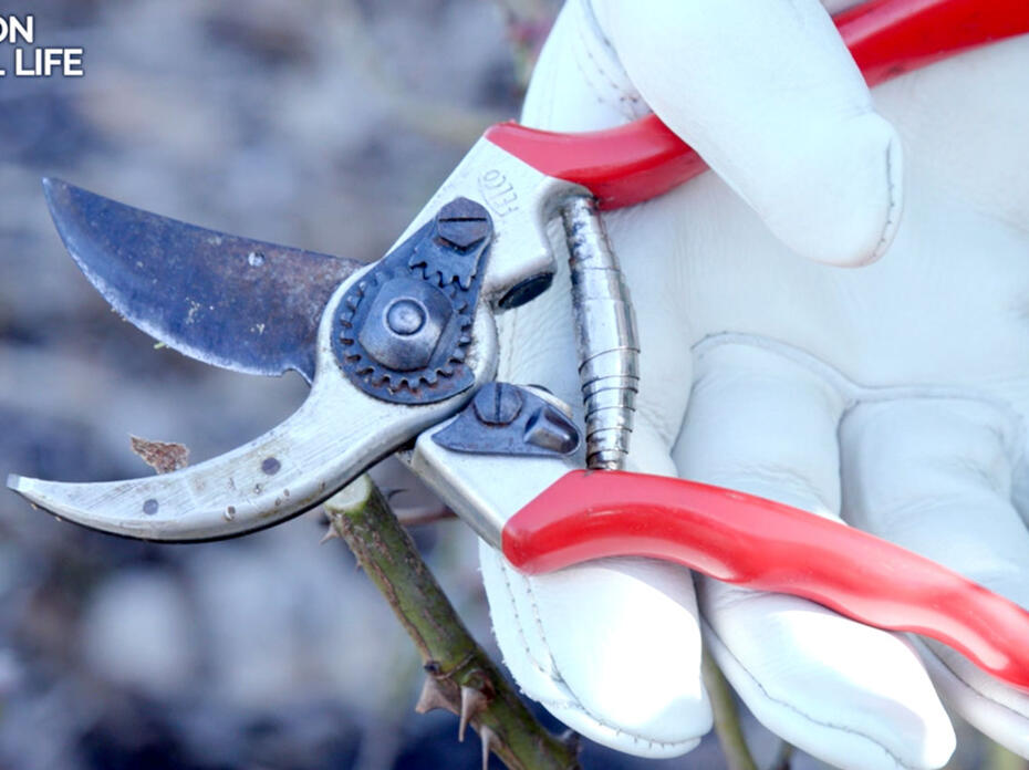 A closeup of a gloved hand holding a pair of bypass pruning shears.