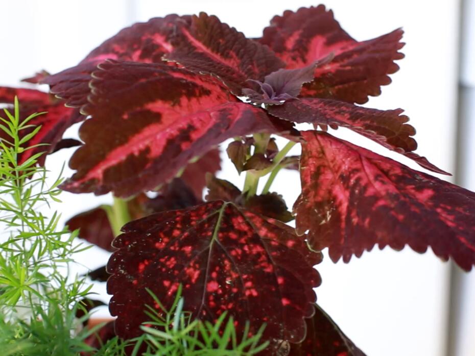 A closeup of a red variegated coleus plant.