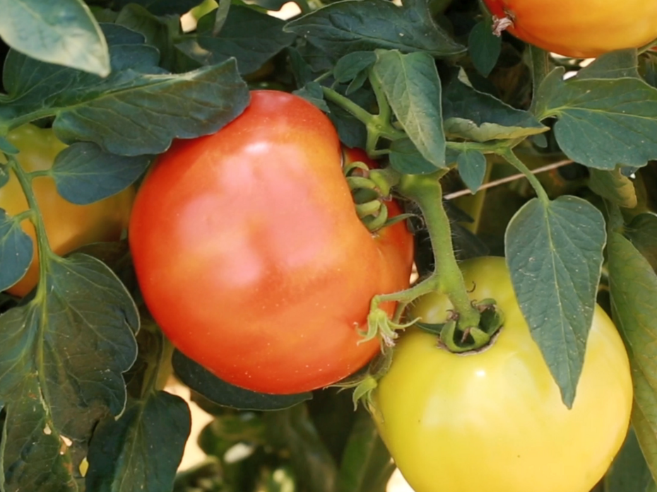 Large tomatoes in varying stages of ripeness ranging from light yellow to orange-red hang on green stems filled with green leaves. 