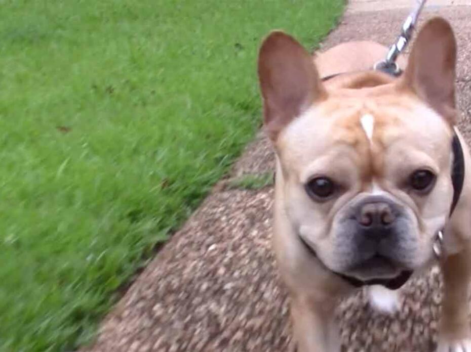 A small, leashed dog walks on a sidewalk.