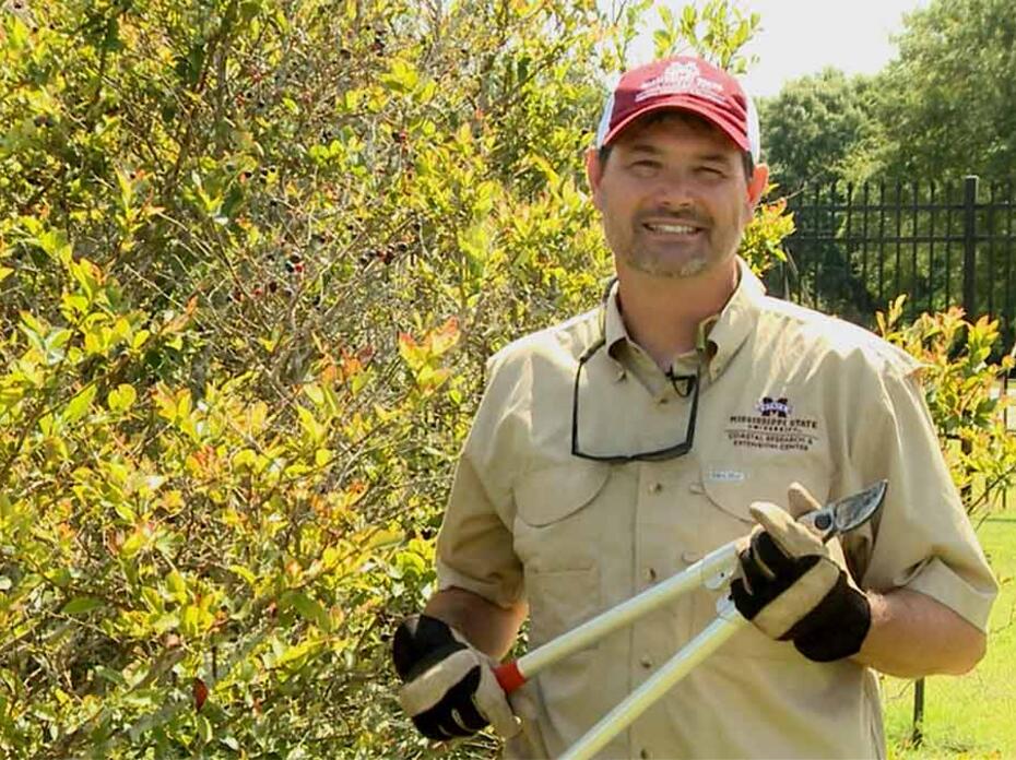 A man holds pruning loppers as he stands next to a tall blueberry bush. 