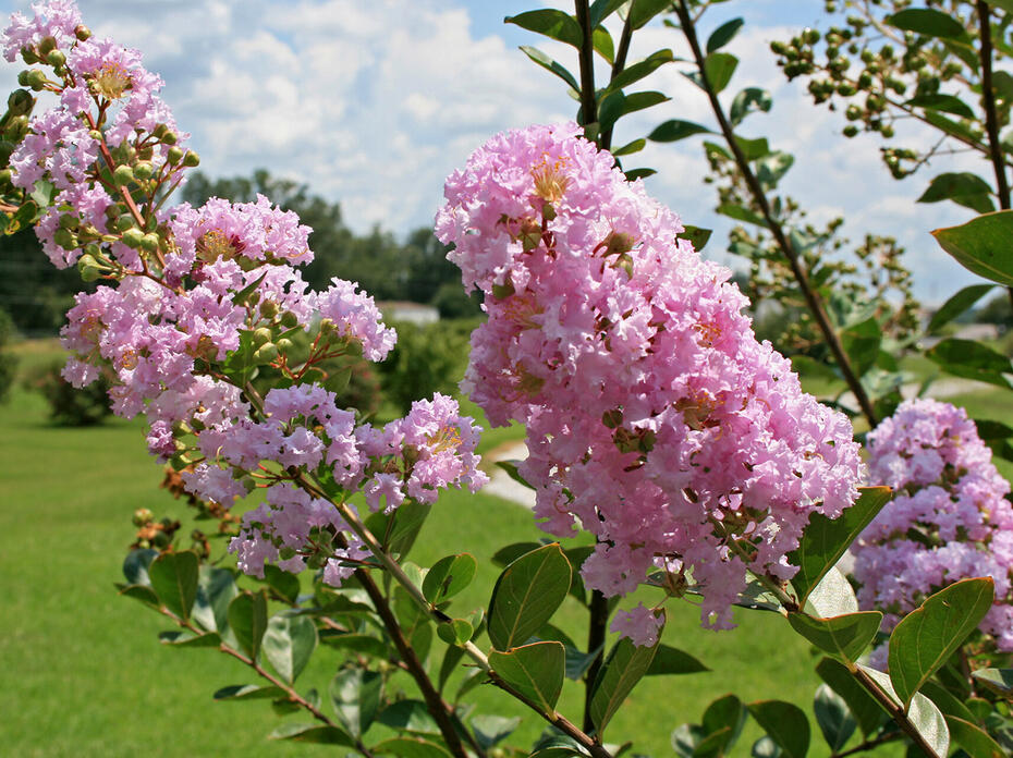 Bright pink flowers in full bloom on a crape myrtle tree on a partly cloudy day.  