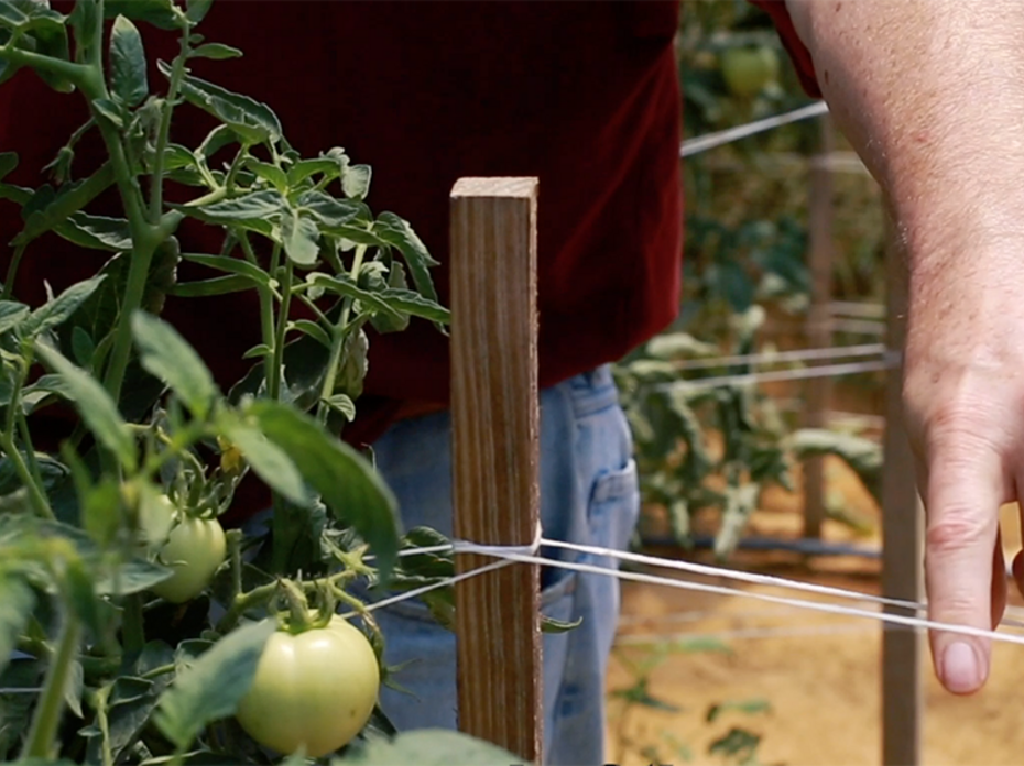 A wooden stake is wrapped with white string to support the adjacent tomato plant. A man stands behind the stake and points to the string.