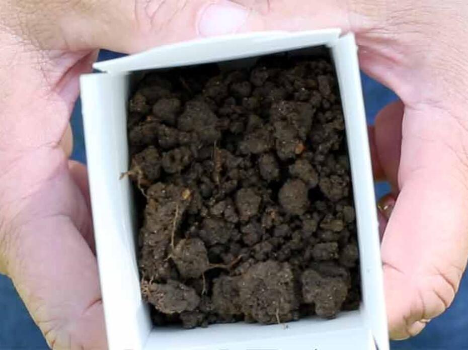Dark brown soil in a small white box.
