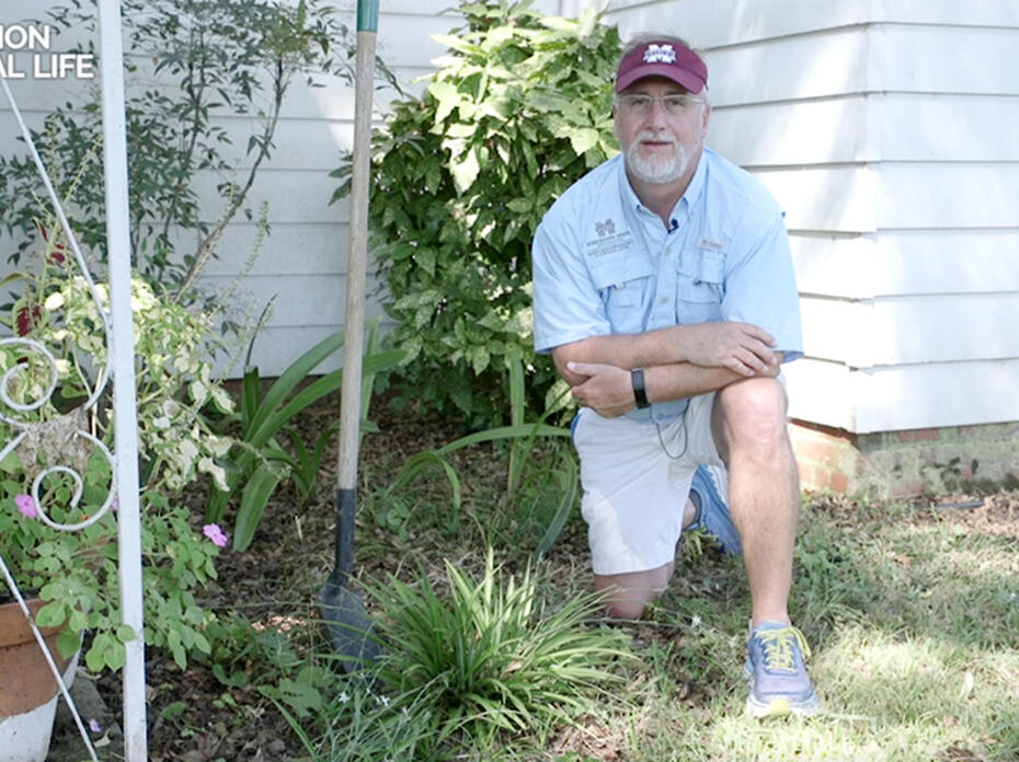 A man kneels in a flower bed next to some plants. 