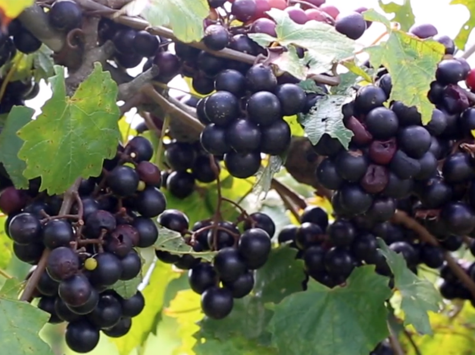 Ripe muscadines on the vine.