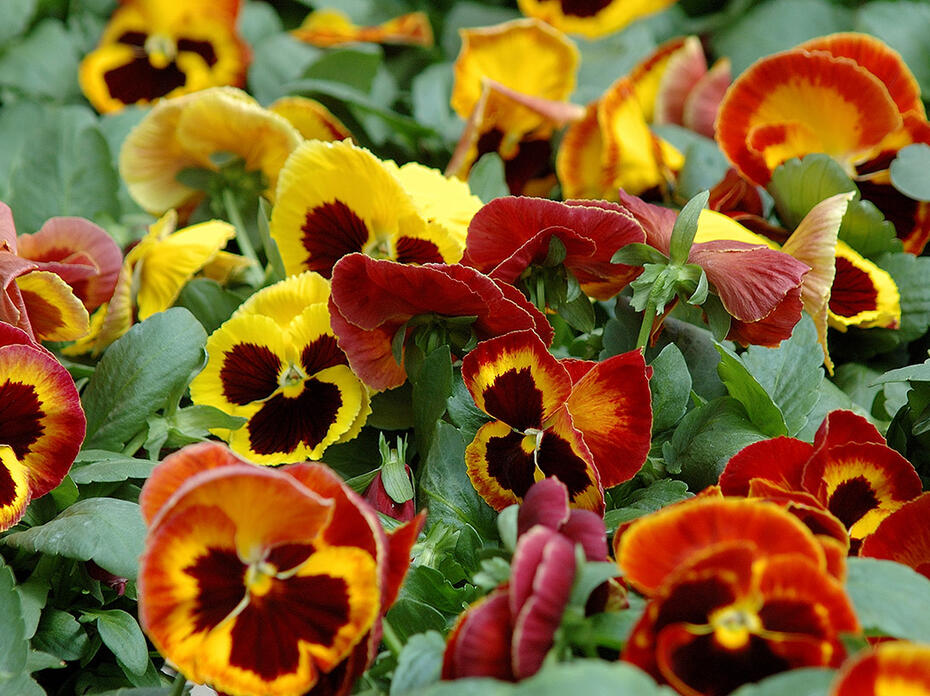 A group of yellow and red pansies bunched together. 