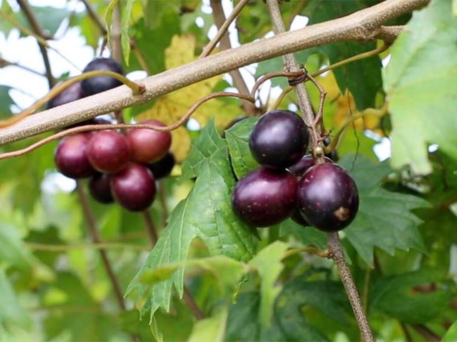 Ripe muscadines on a vine with green foliage.