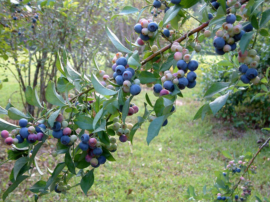 Multiple clusters of blueberries in varying stages of ripeness adorn a branch covered with green leaves. 