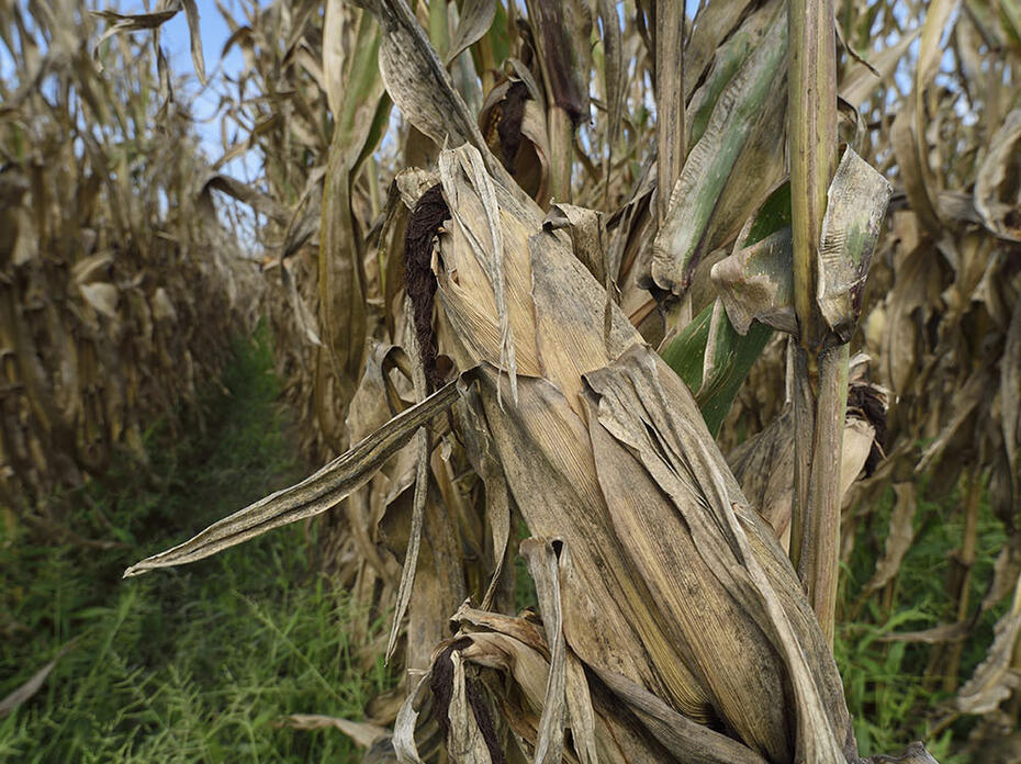 Close-up view of an ear of field corn encased in brown husk ready for harvest.