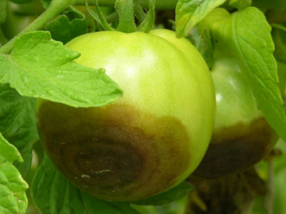 Green tomato with buckeye rot.