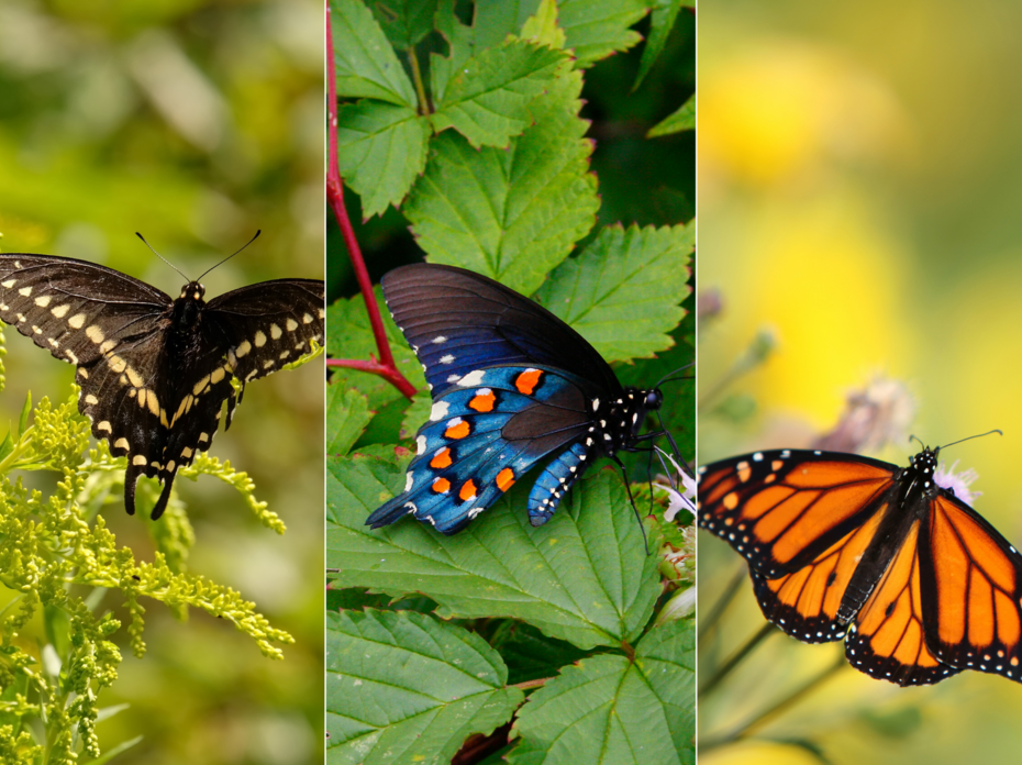 Three photos of butterflies in a collage.