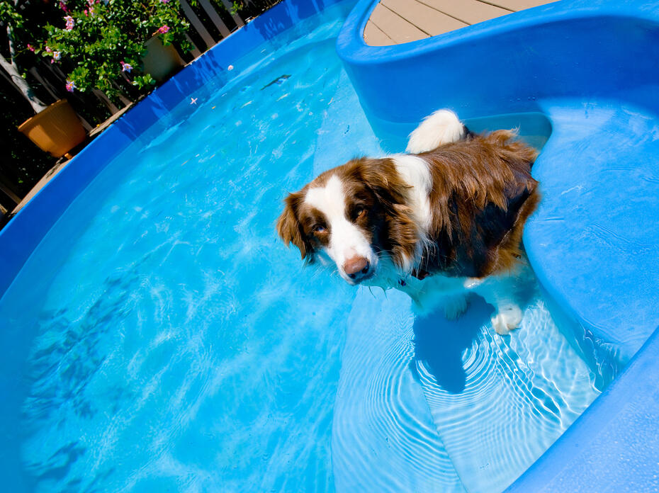 A dog sits in a swimming pool