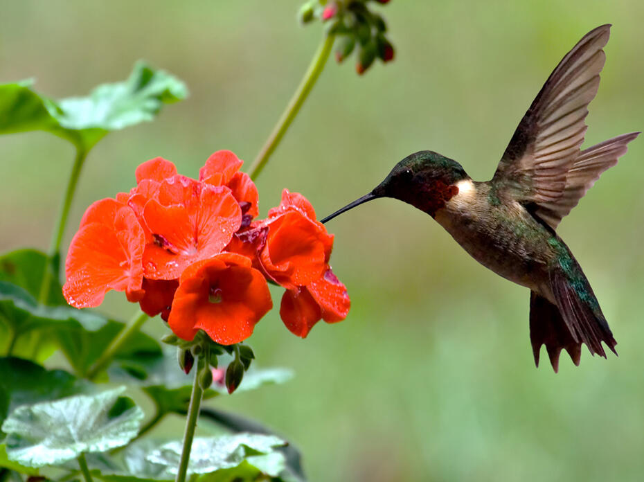 A red-throated hummingbird hovers over a red geranium.