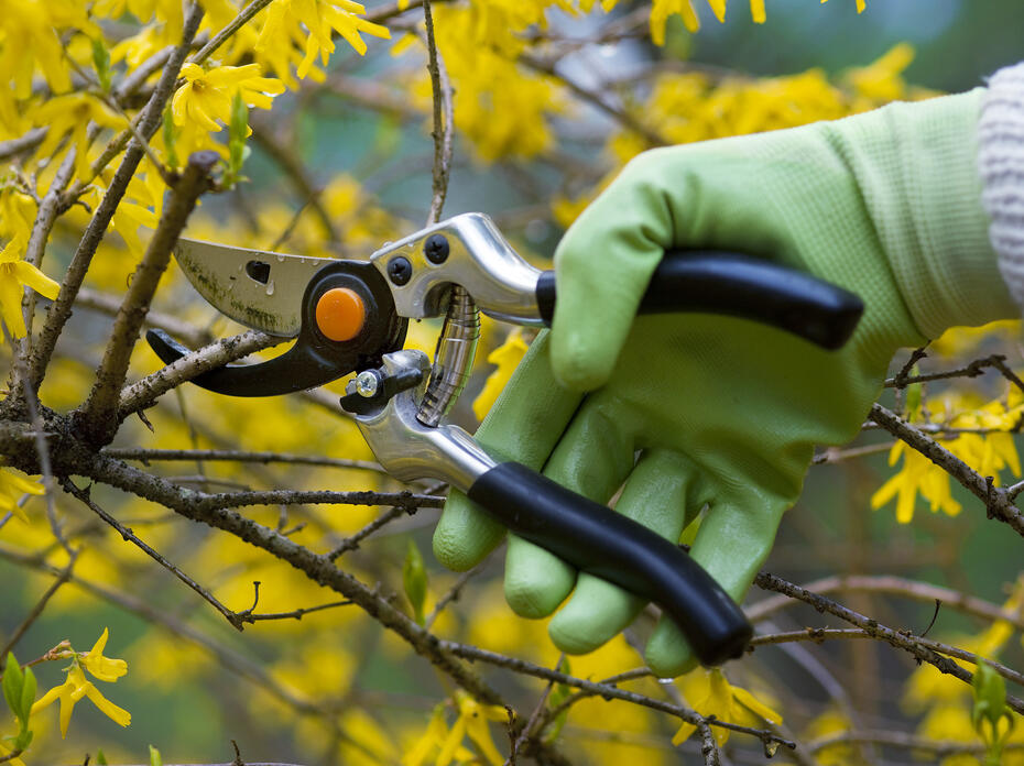 A person with green gloves pruning a tree with yellow leaves. 