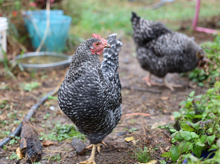 Two black chickens in a garden.